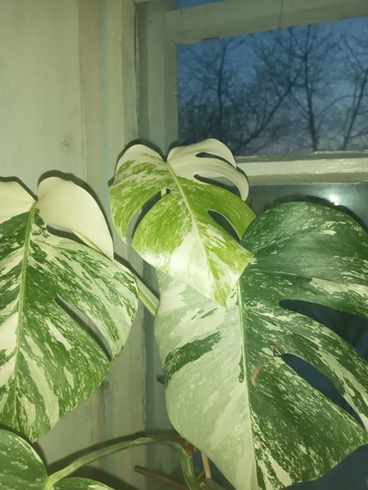 Монстера ал.(верхівка)