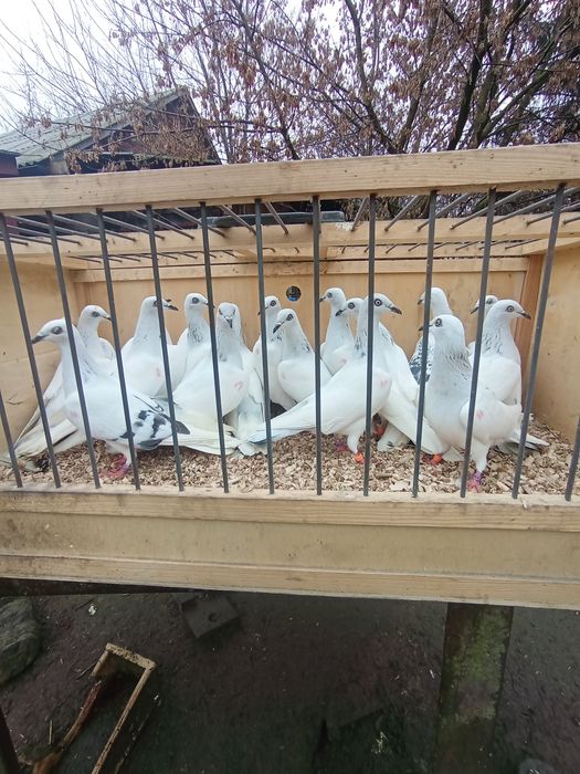 Jasne wyloty i z białym