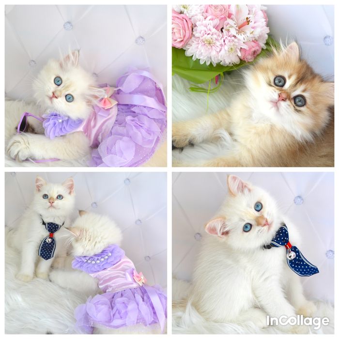 Британские котята золотая шиншилла/британські котята золота шиншила