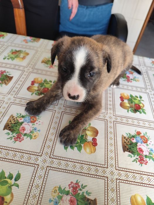 Cachorras para adoção responsável