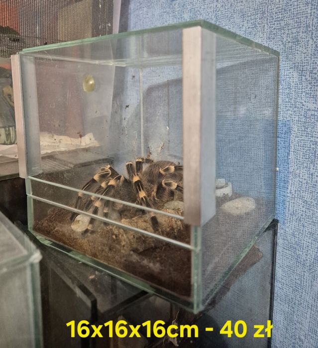 Terraria rozne wymiary.