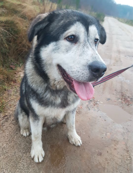 Opieka nad psem / wyprowadzanie psów domowe warunki