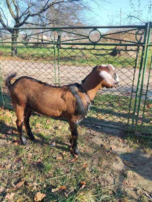 Продам Нубійця або обміняю на кізочку Нубійку