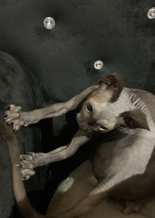 Sfinks kanadyjski. Diabełek czarny do odbioru. Rodowód