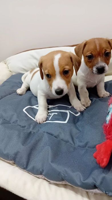 Jack Russell terrier suczka