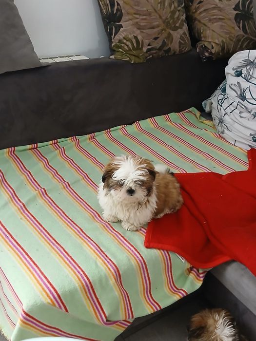 Shih tzu śliczny piesek