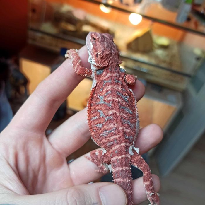 Agama brodata Gekon Jaszczurka dla początkującego zbożówka