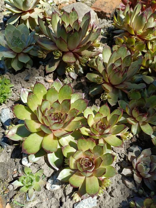 Вуличні Квіти Sempervivum  Вічноживучий  Молодила Кам'яна троянда молодило каменная роза молодило
