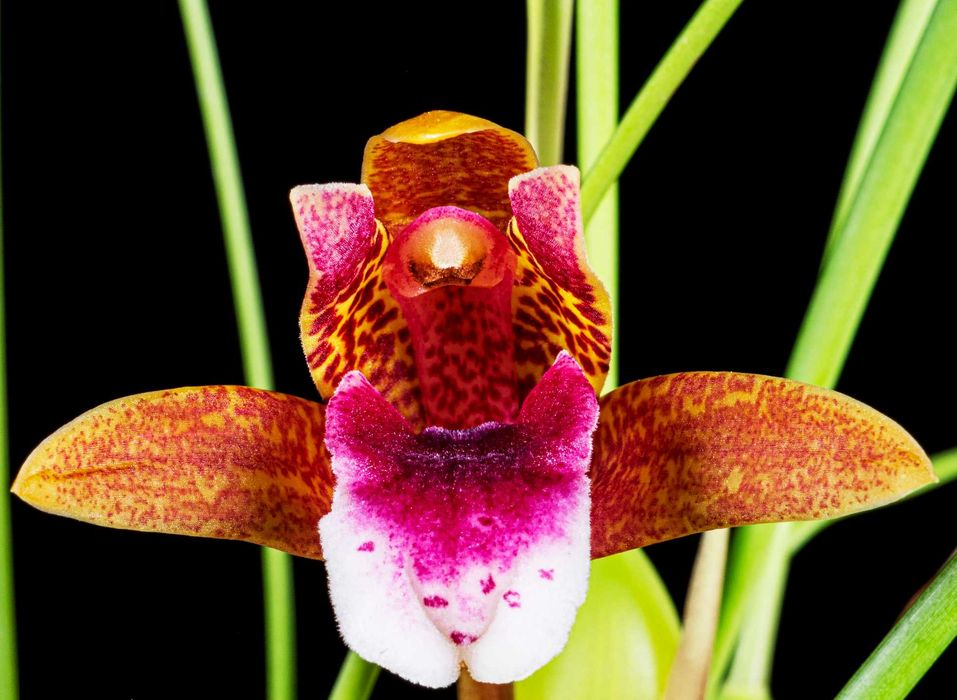 Orquídea Maxillaria Sangue