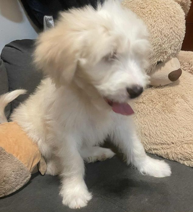 Barbado da Terceira macho