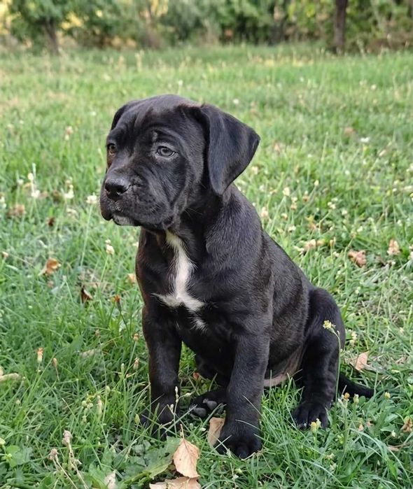 Amstaff Szczeniaki Piesek