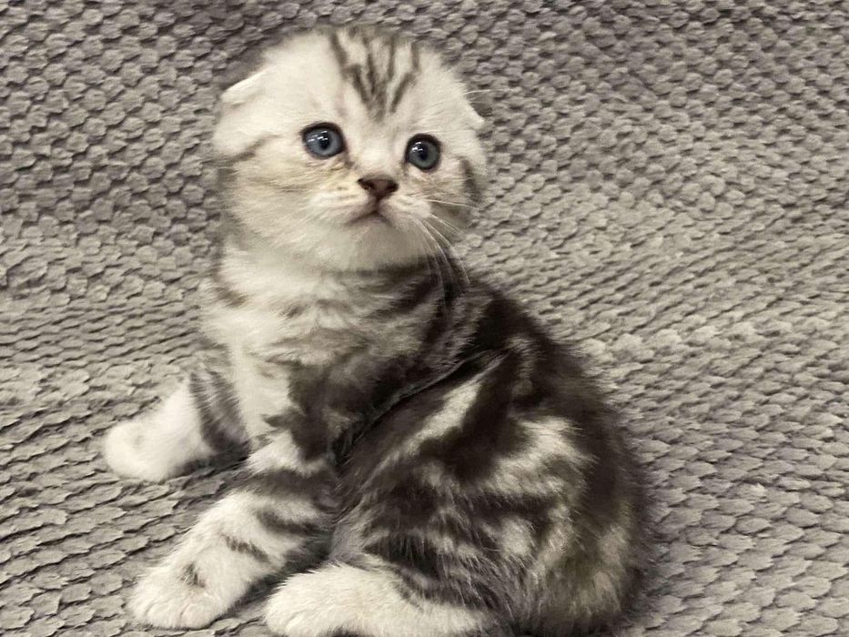 Шотландські малюки