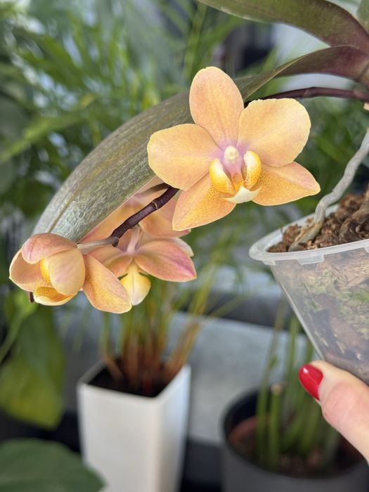 Орхідея парфумерна фабрика в асортименті