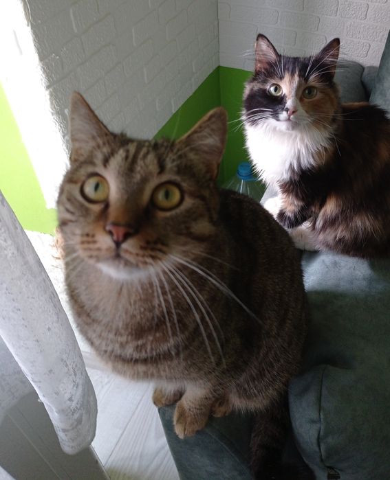 За символічну плату,або на перетримку віддам  в добрі руки кота Максік