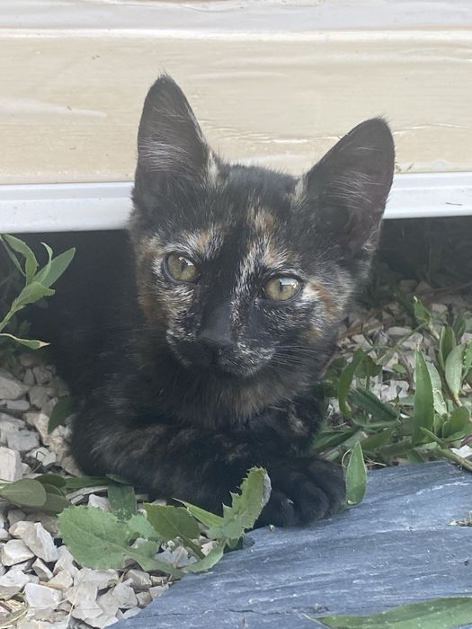 Uma gatinha para dar