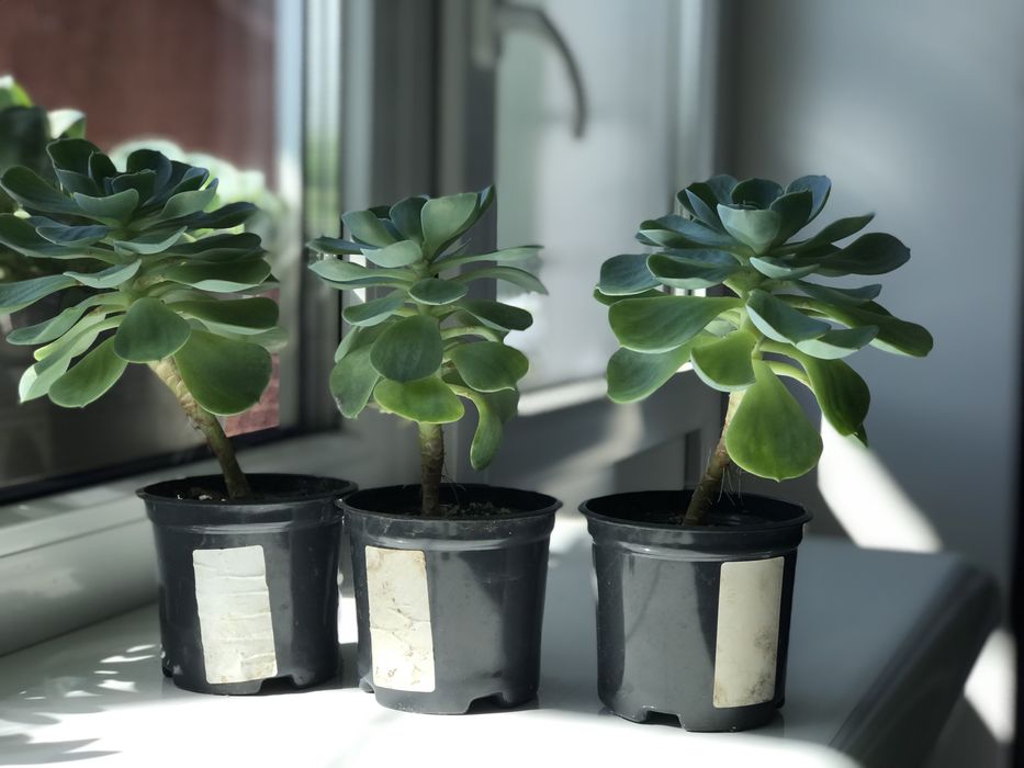 Ехеверія 3 шт разом