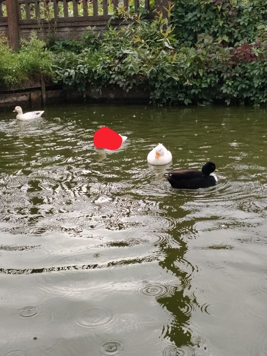 Kaczki call duck kanadyjki