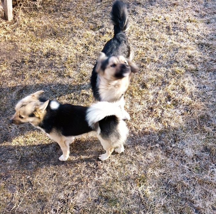 Брутальні охоронці шукають роботу