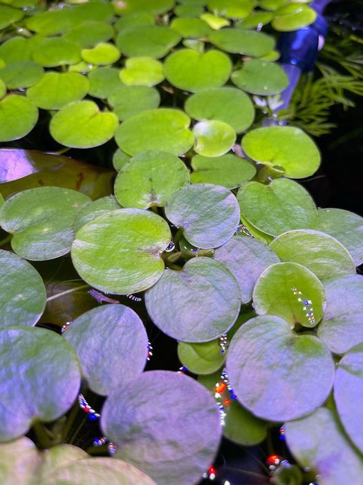 Frogbit (Limnobium laevigatum) – Planta Flutuante