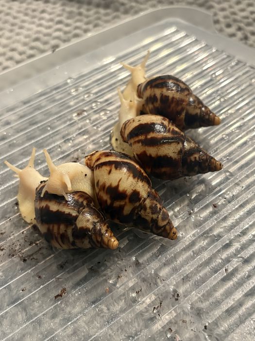 slimaki afrykańskie reticulata