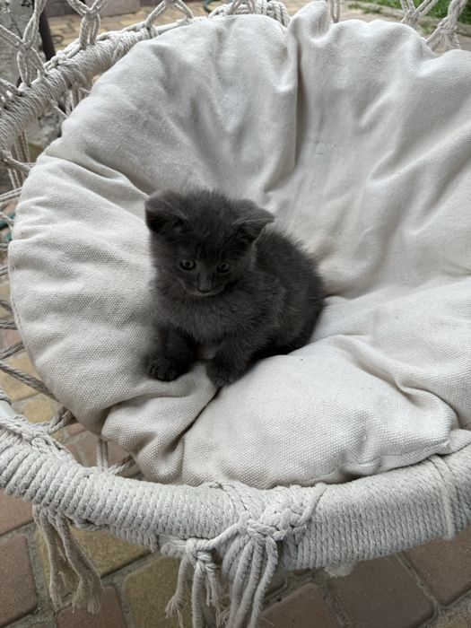 Кошеня безкоштовно