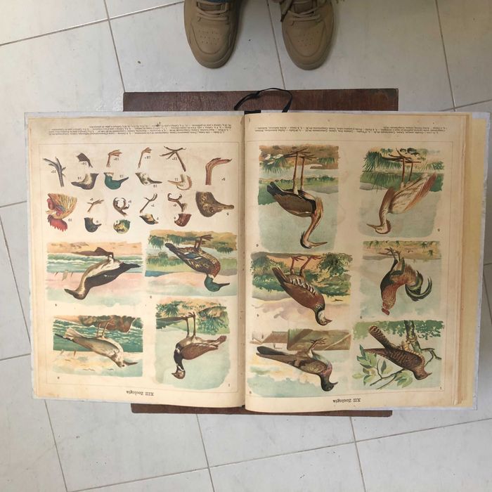 Atlas de Zoologia