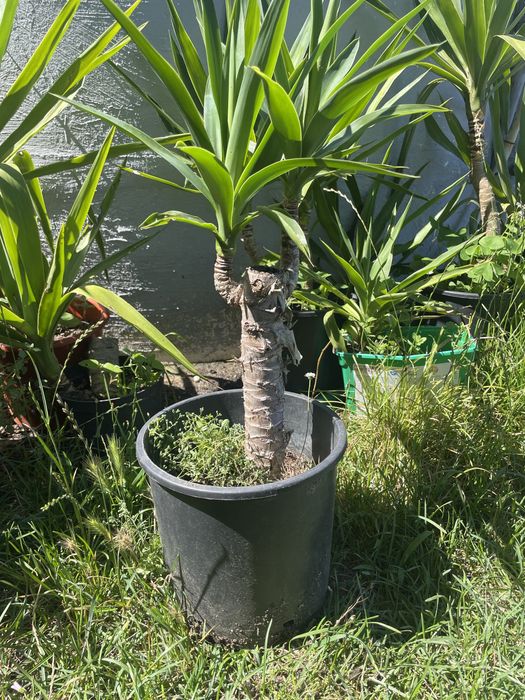 Yucca diversos tamanhos