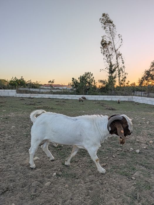 Cabrito Boer Puro