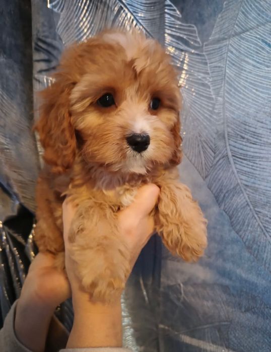 Cavapoo śliczna suczka