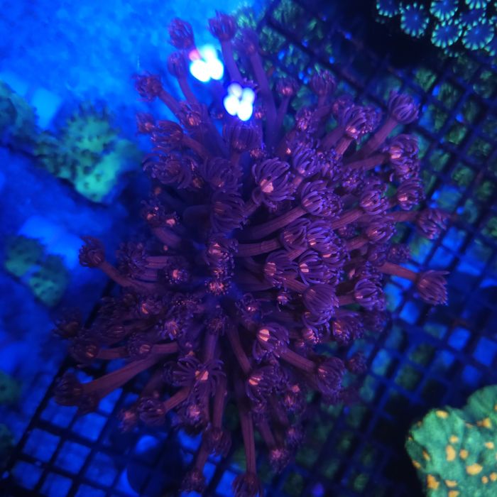 Goniopora sp. Akwarystyka morska