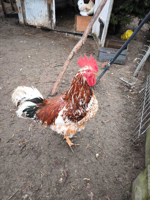Sprzedam kury i koguty różnych ras do wyboru.