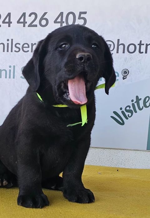 Labrador retriever Cachorro com pedigre