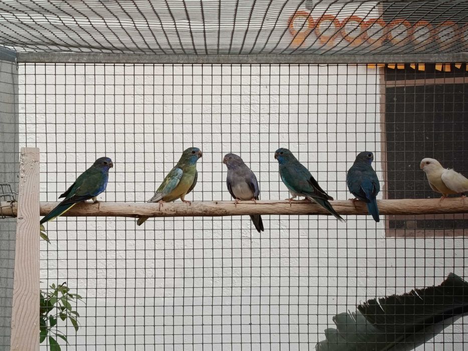 Neophemas Esplendidos