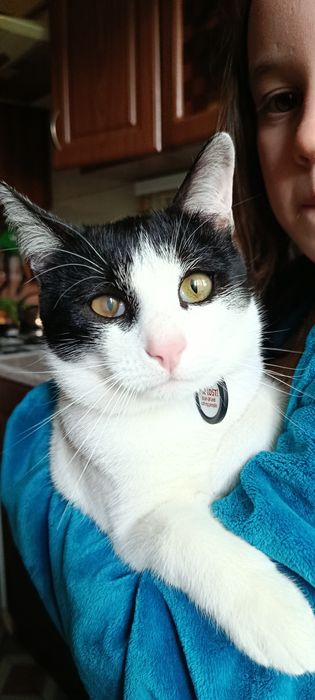 Котик стерелізований