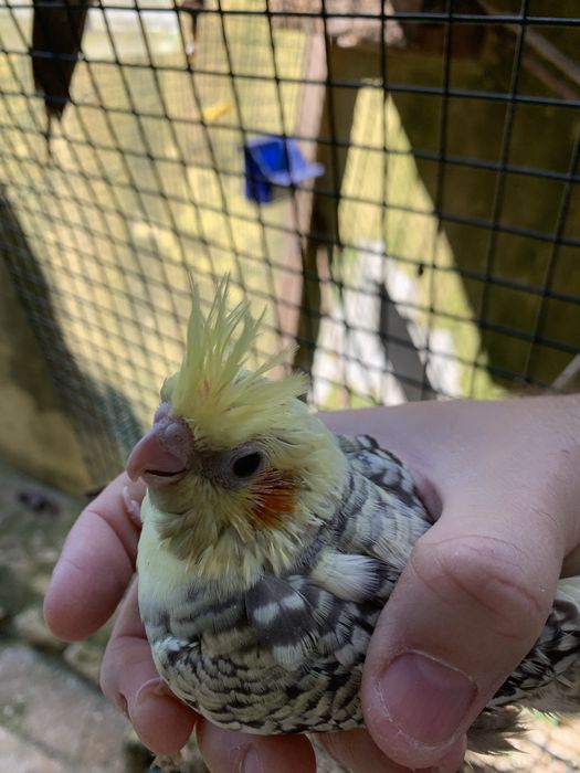 Vendo  caturras adultas e bebes