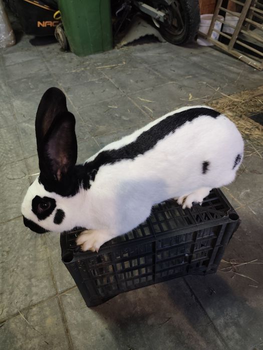 Samiec Srokacz Niemiecki