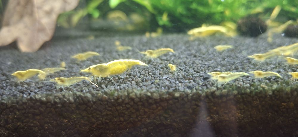 Krewetki neocardina yellow
