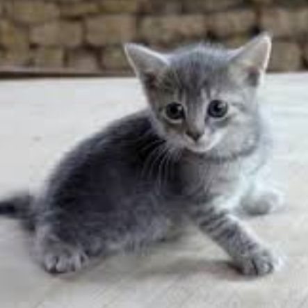 Котята милые малыши