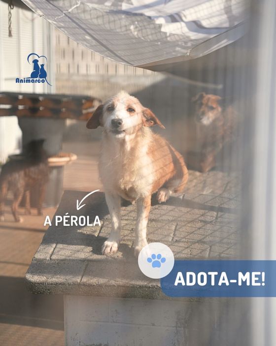 Perola cadela porte medio- pequeno