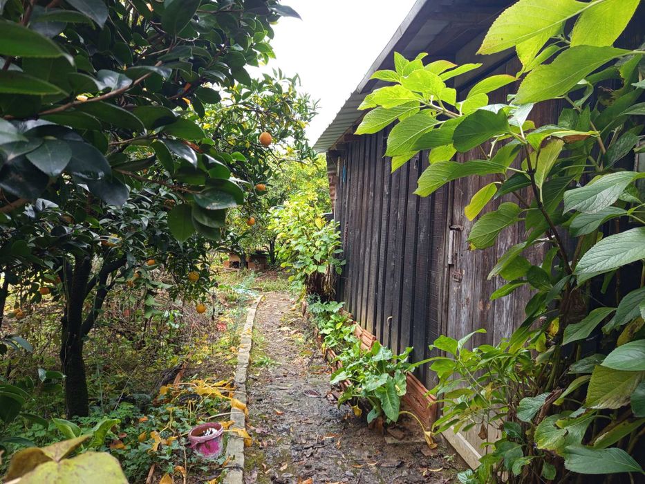 Terreno agrícola- Penalva do Castelo