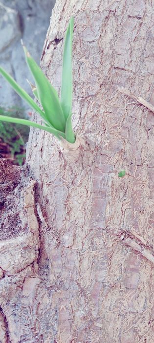 Planta Yuca vários tamanhos