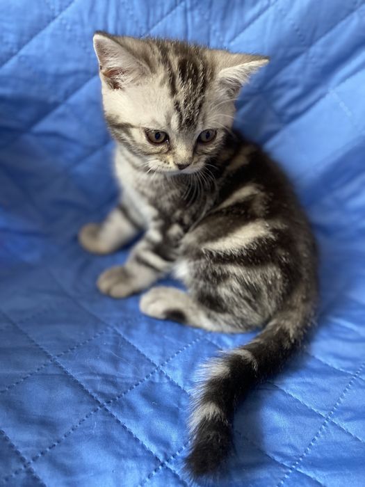Шотландський котик скотішстрайт очікує на нову родину