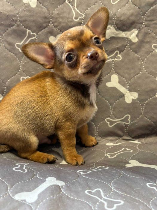 Чихуахуа два мальчика