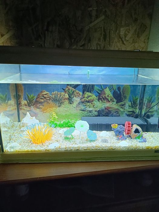 Aquário 50litros