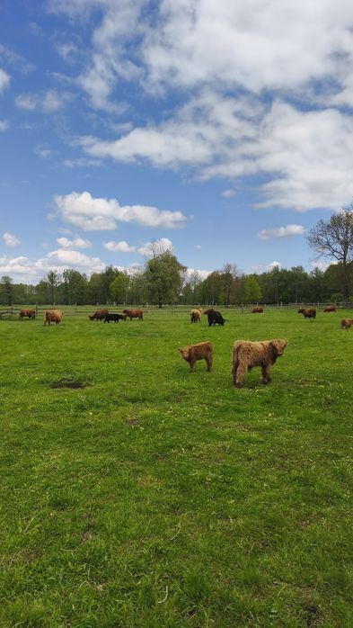Sprzedam bydło rasy Highland Cattle - Szkockie. Krowy Wysokogórskie