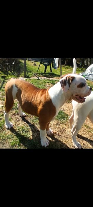 Buldog Amerykański (Suczka)