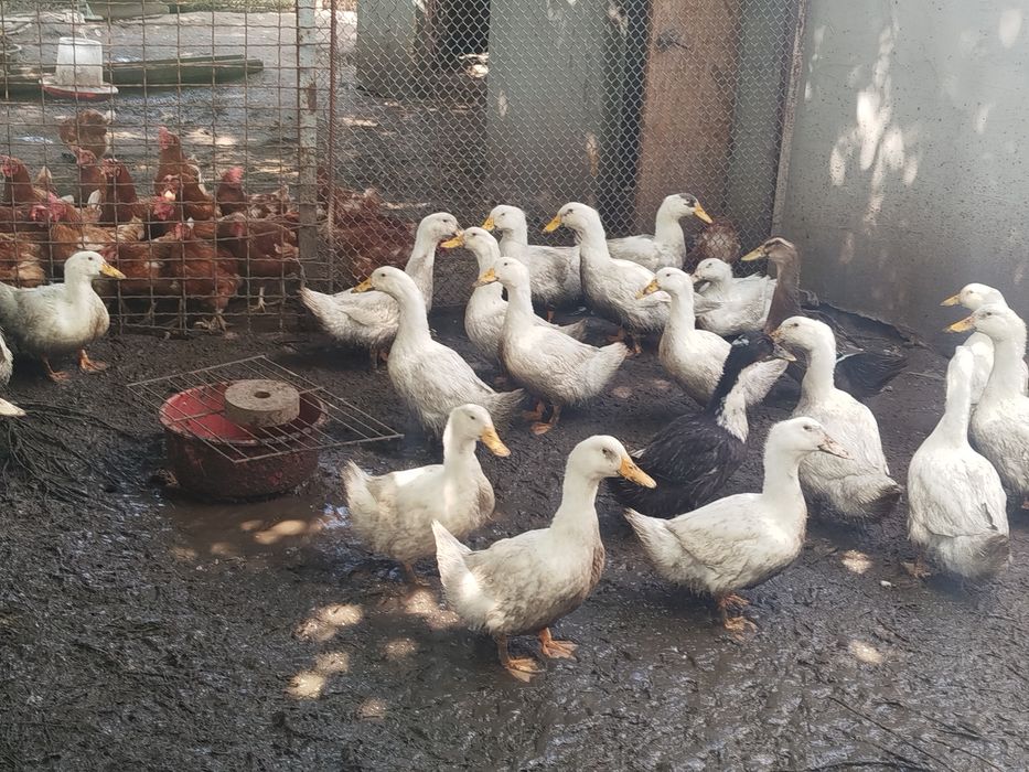 Продам качок уток живою вагою