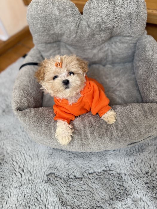 Бебі фейс мальтіпушки