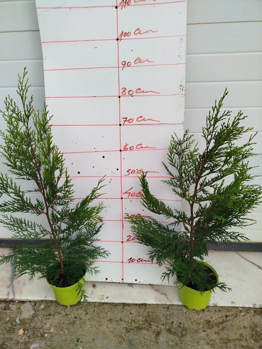 Cupressos dourados para sebes ou ornamentacos