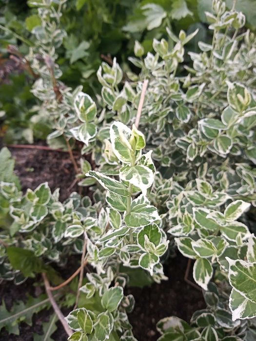 Rośliny ogrodowe, kwiaty, zioła